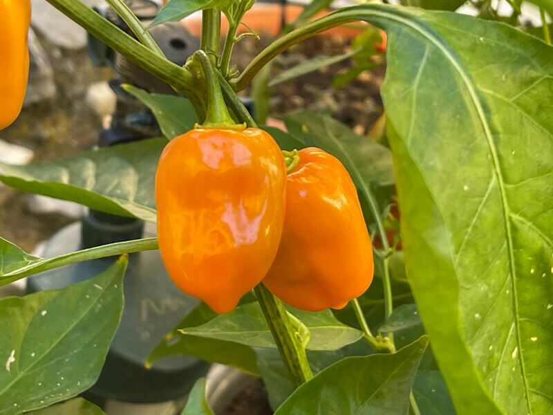 Habanero Orange